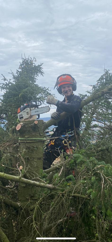 A Cut Above Arborist cutting conifer branches with a chainsaw