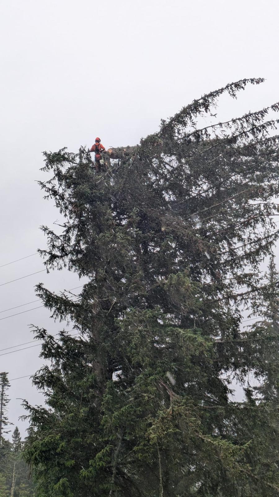 Arborist working high in a large conifer